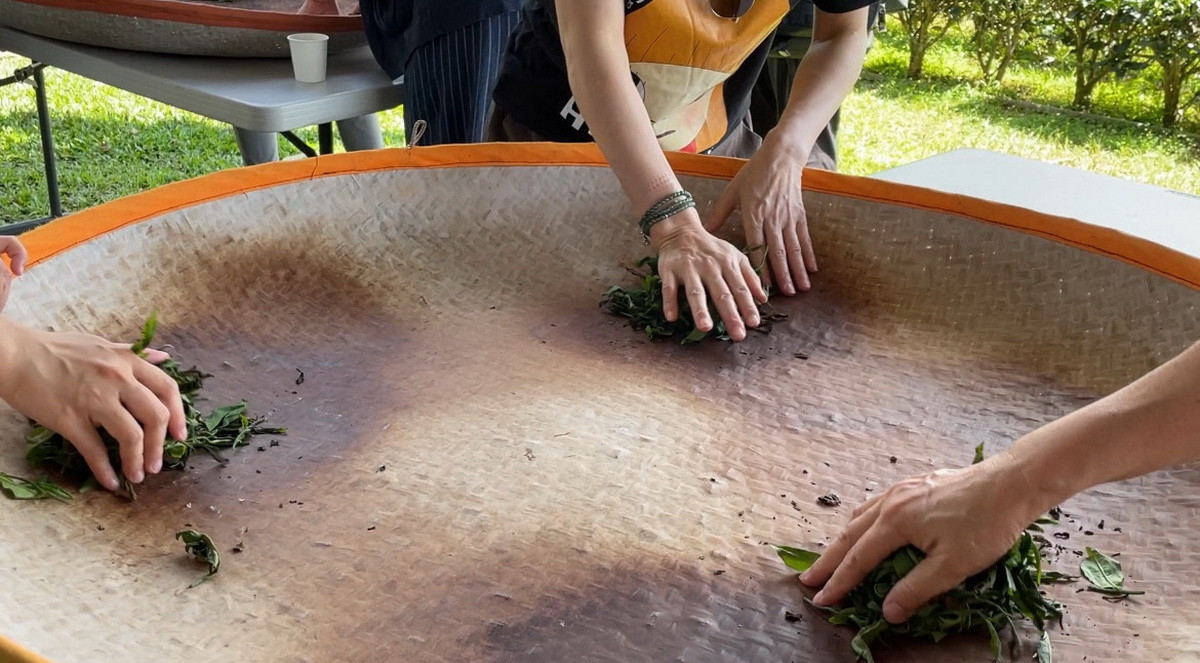 揉茶手作體驗匠心茶的用。(中台世博館提供)