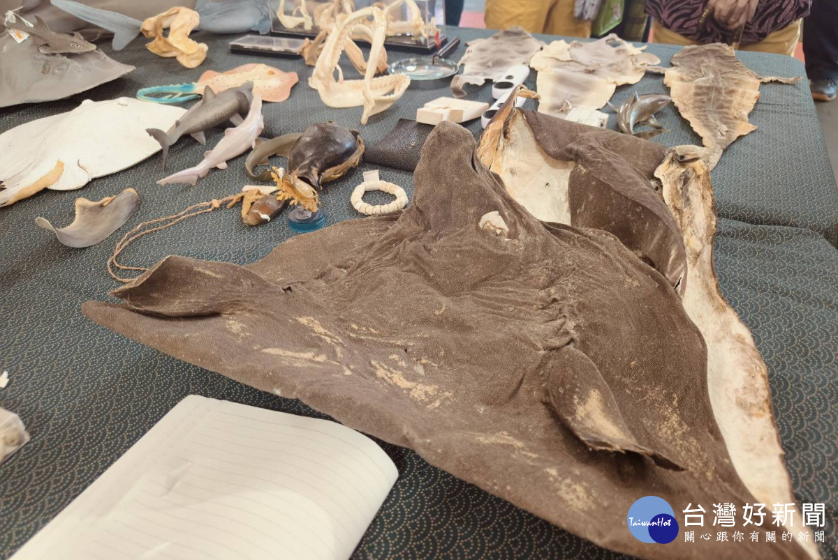 「鯊魚研究室」展示4億年遠古生物「鯊魚」標本。