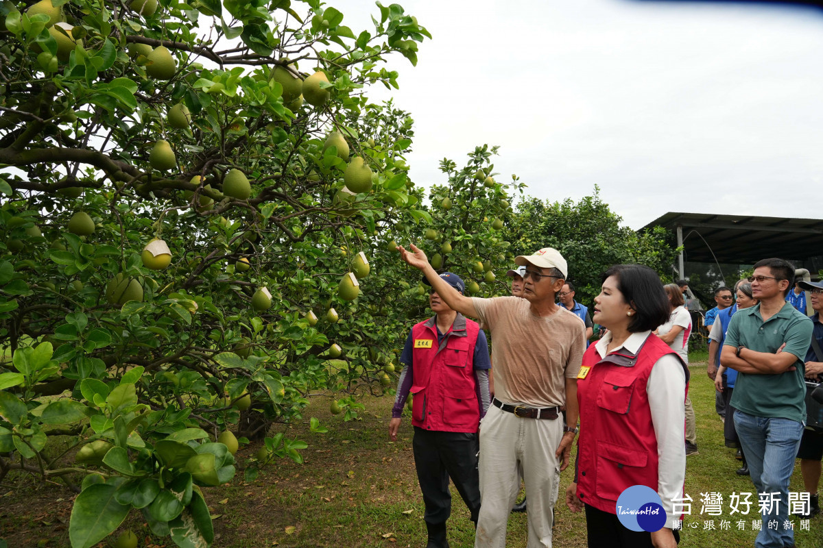 雲林縣長張麗善前往斗六文旦重鎮朱丹灣關心文旦防颱準備／翻攝照片