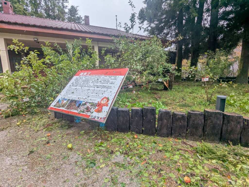 ▲福壽山農場鎮場之寶「蘋果王」,原本在農場精心照料下重獲生機,卻仍不敵楊柳颱風的狂風肆虐,主幹於根部位置應聲斷裂。