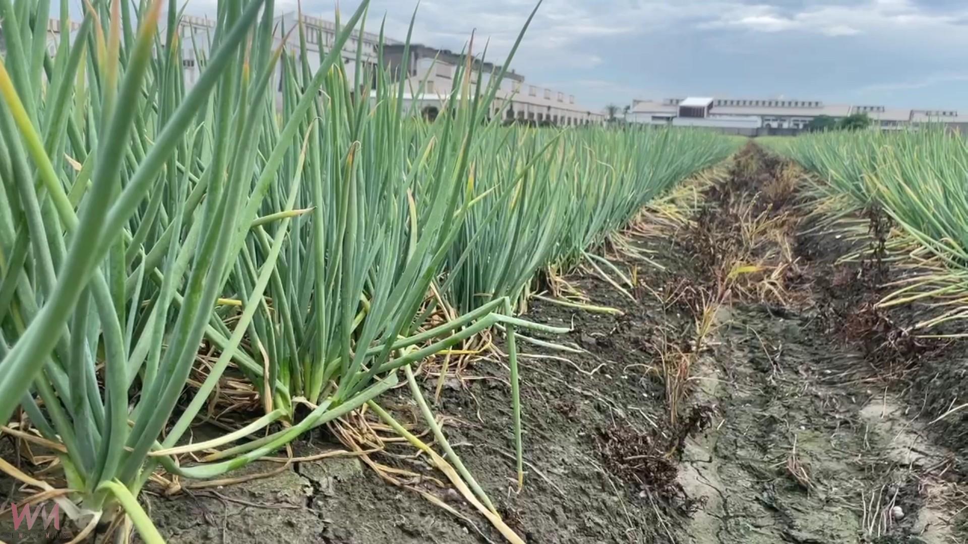 憂心「蔥蔥」!楊柳颱風來襲 青蔥創25年新高 - https://www.watchmedia01.com