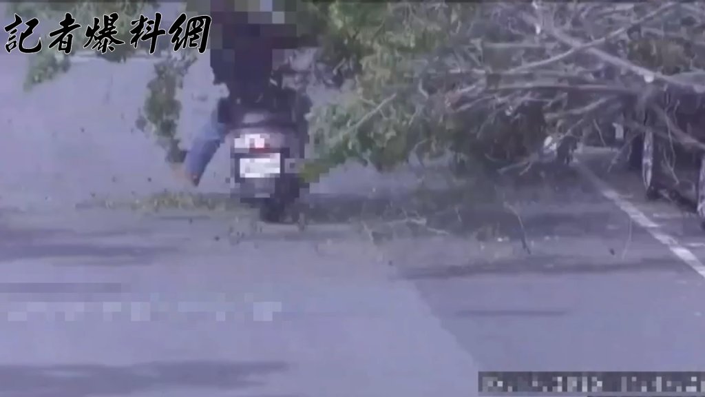 「楊柳」強風吹倒三重路樹!機車騎士閃避不險「犁田」
