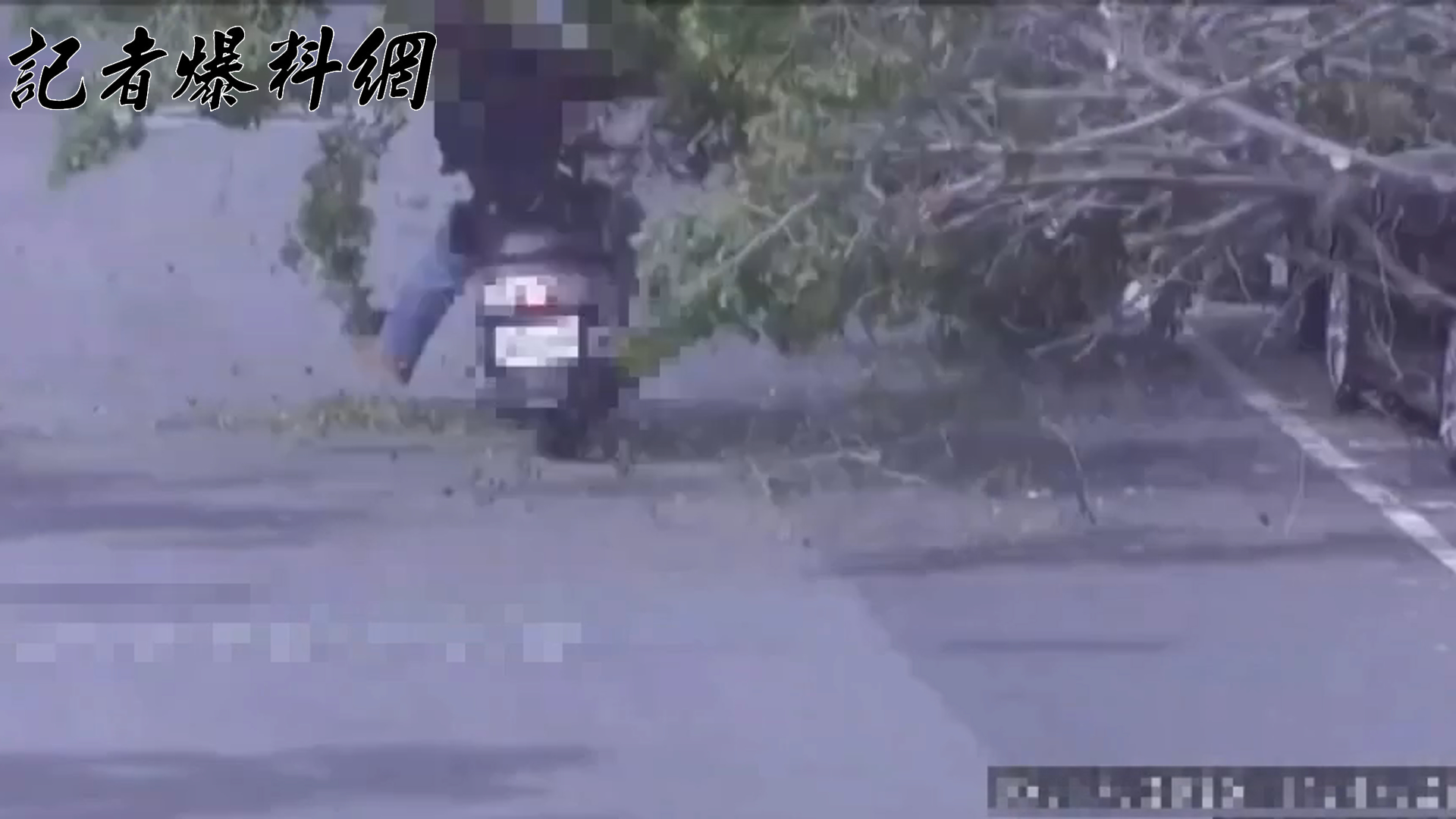 ▲新北市三重區重陽路三段上一棵路樹不敵強風吹襲應聲倒塌,樹梢枝葉狠狠「刷臉」過路騎士。(翻攝畫面)