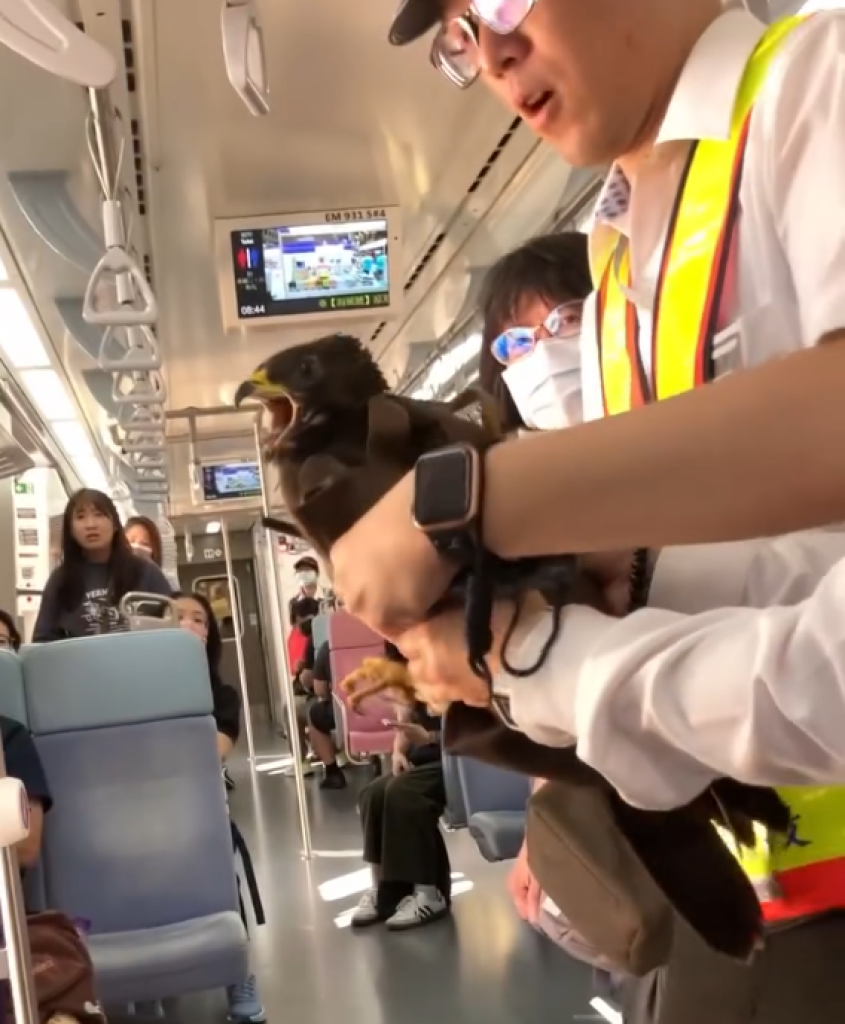 老鷹飛進台鐵列車! 網友:台灣上有火車老鷹、下有路上鴕鳥