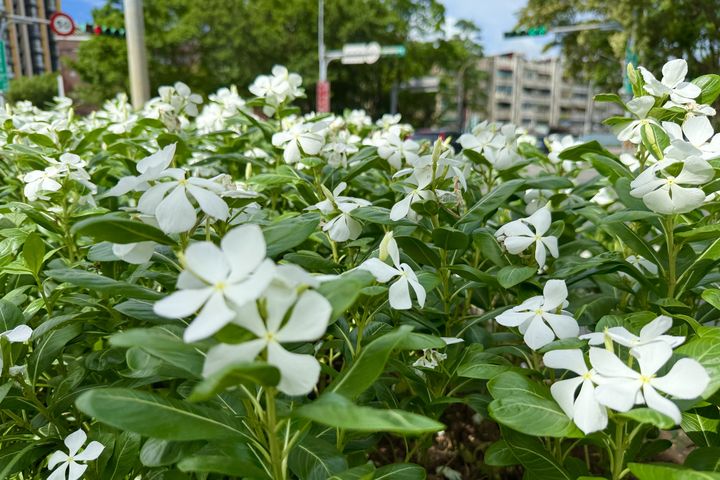 日日春好顏色 彩繪夏日台北街頭