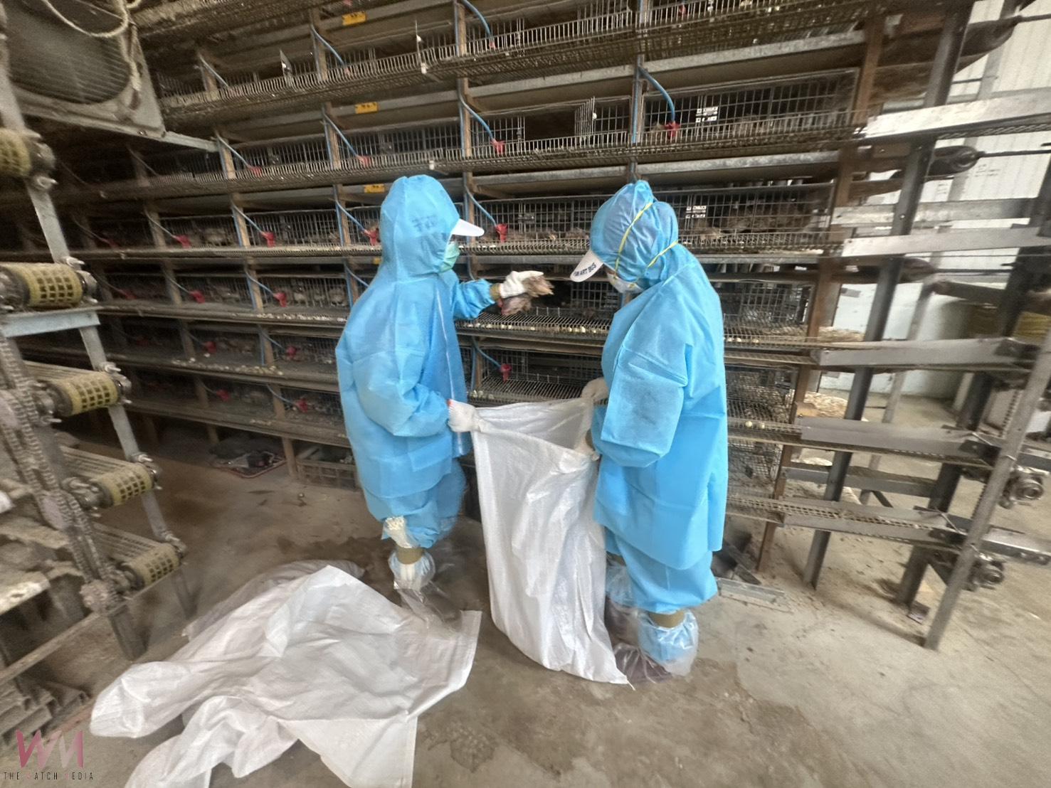 夏季也中招!福興鵪鶉場爆禽流感 6萬9千隻鵪鶉緊急撲殺 - https://www.watchmedia01.com