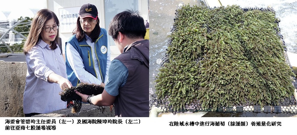 國海院攜手水試所「藻」一步搶海洋碳封存產業 管碧玲：52種本土藻種中1/6具產業潛力