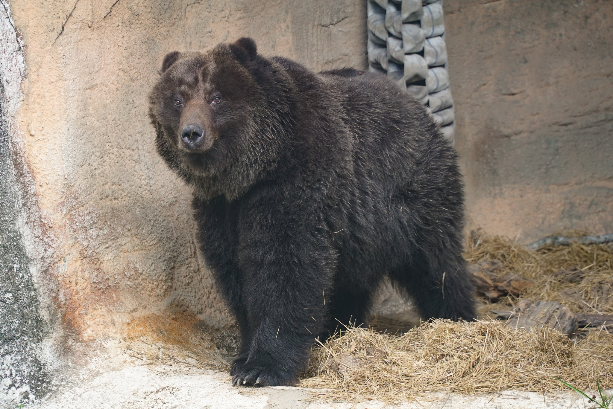棕熊「小喬」惡性腫瘤復發 動物園以人道方式助安詳離世 9386 0