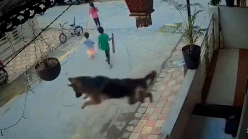 影／目睹流浪狗追小孩！德國牧羊犬「飛身跳樓」救童　畫面瘋傳