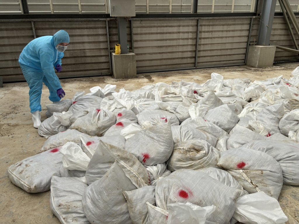 鹿港鎮鵪鶉場感染禽流感-彰化動防所撲殺10萬餘隻