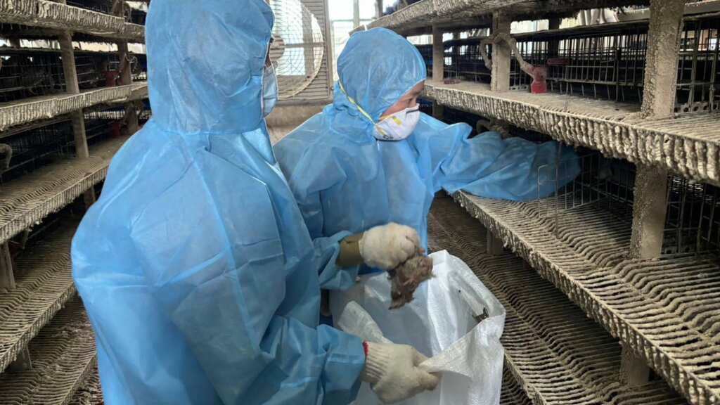 ▲鹿港鎮1場鵪鶉場確診感染新型H5N1亞型高病原性禽流感病毒,動防所防疫人員於今日完成該場鵪鶉場撲殺清場及消毒工作,計撲殺10萬4,206隻鵪鶉。(彰化縣動物防疫所提供)