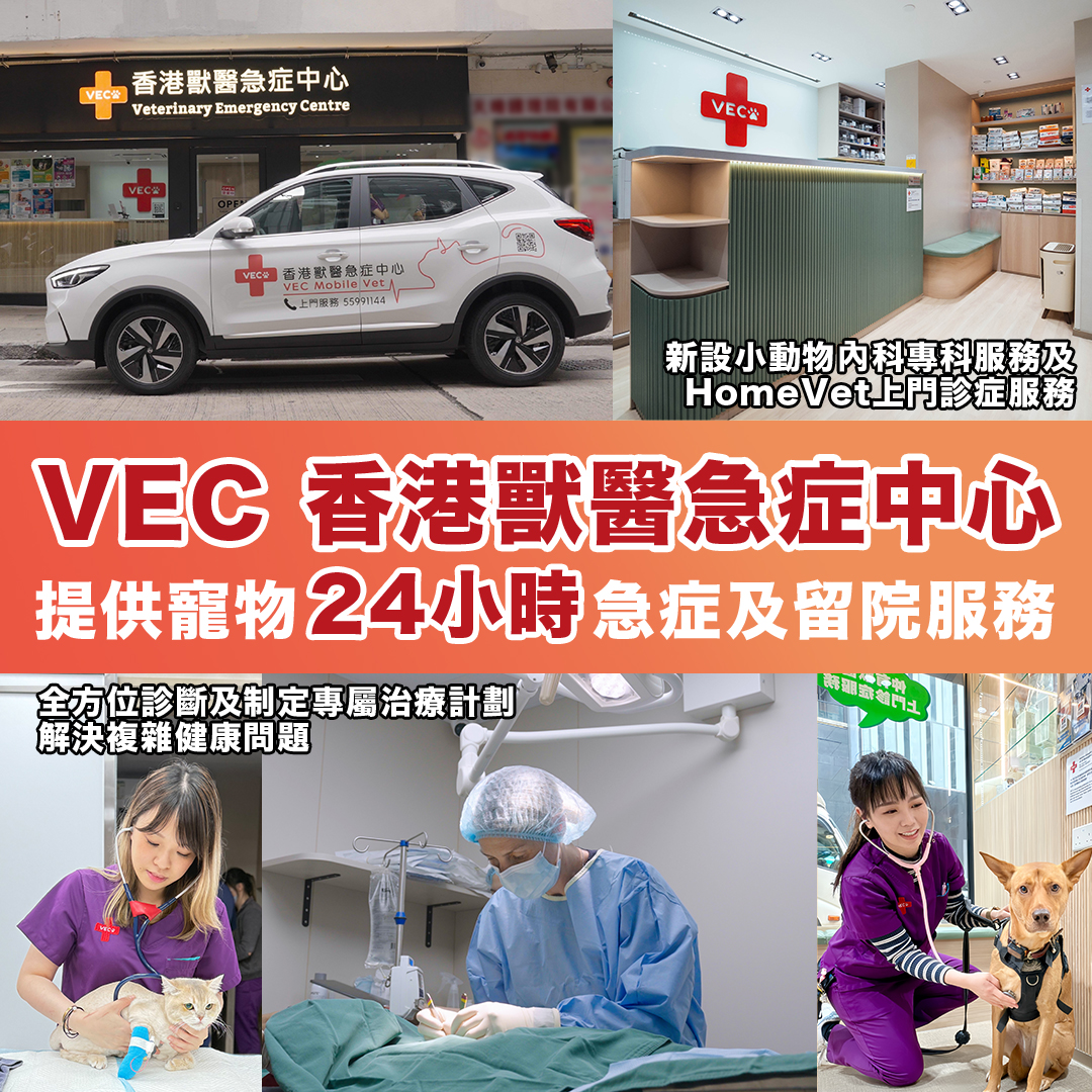 VEC香港獸醫急症中心提供寵物24小時急症及留院服務 新設小動物內科專科服務及HomeVet上門診症服務