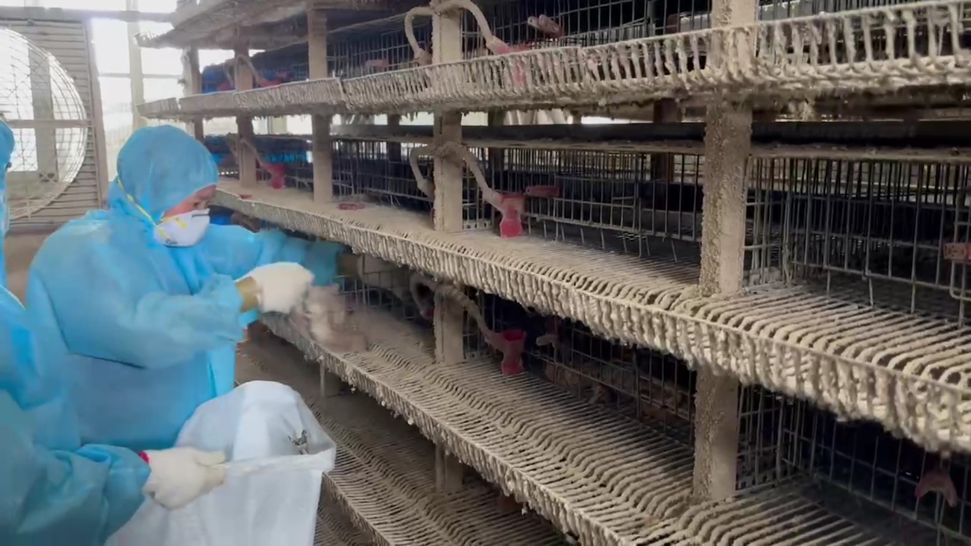 （有影片）／鹿港鵪鶉場再爆H5N1 高病原性禽流感　一周內撲殺逾17萬隻