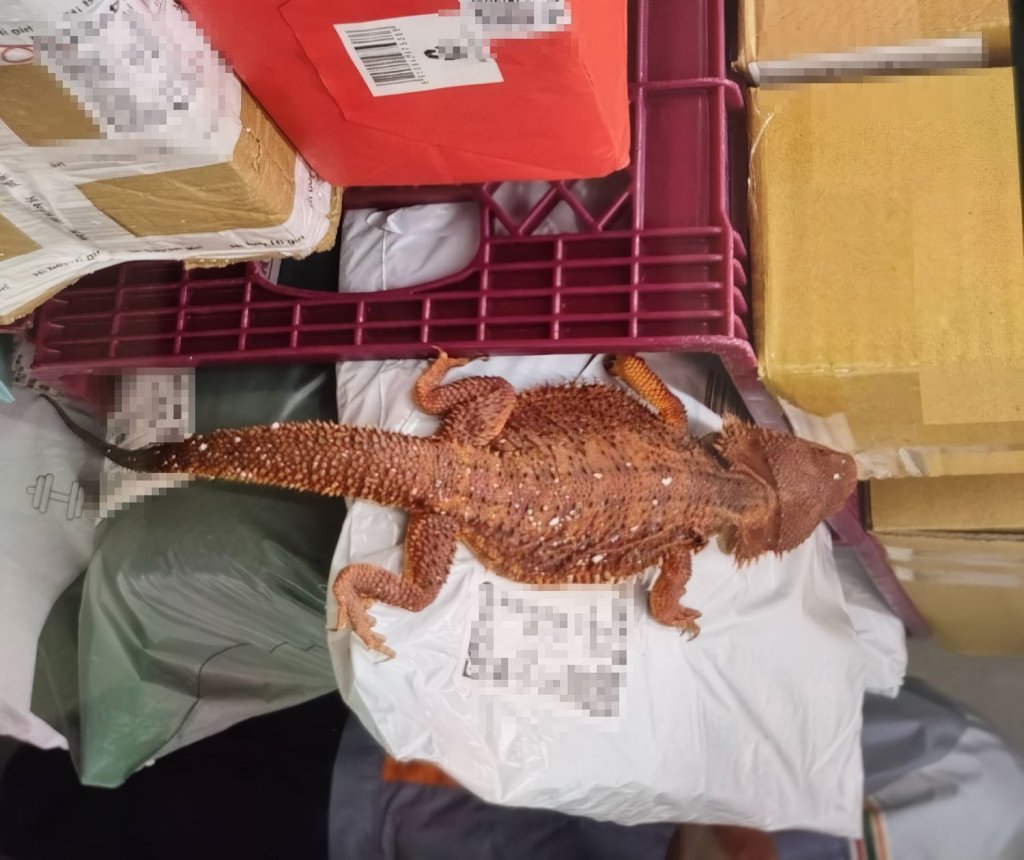 超商店員整理包裹驚見活體「紅魔血系鬆獅蜥」 跨海郵寄來源地是「這國」