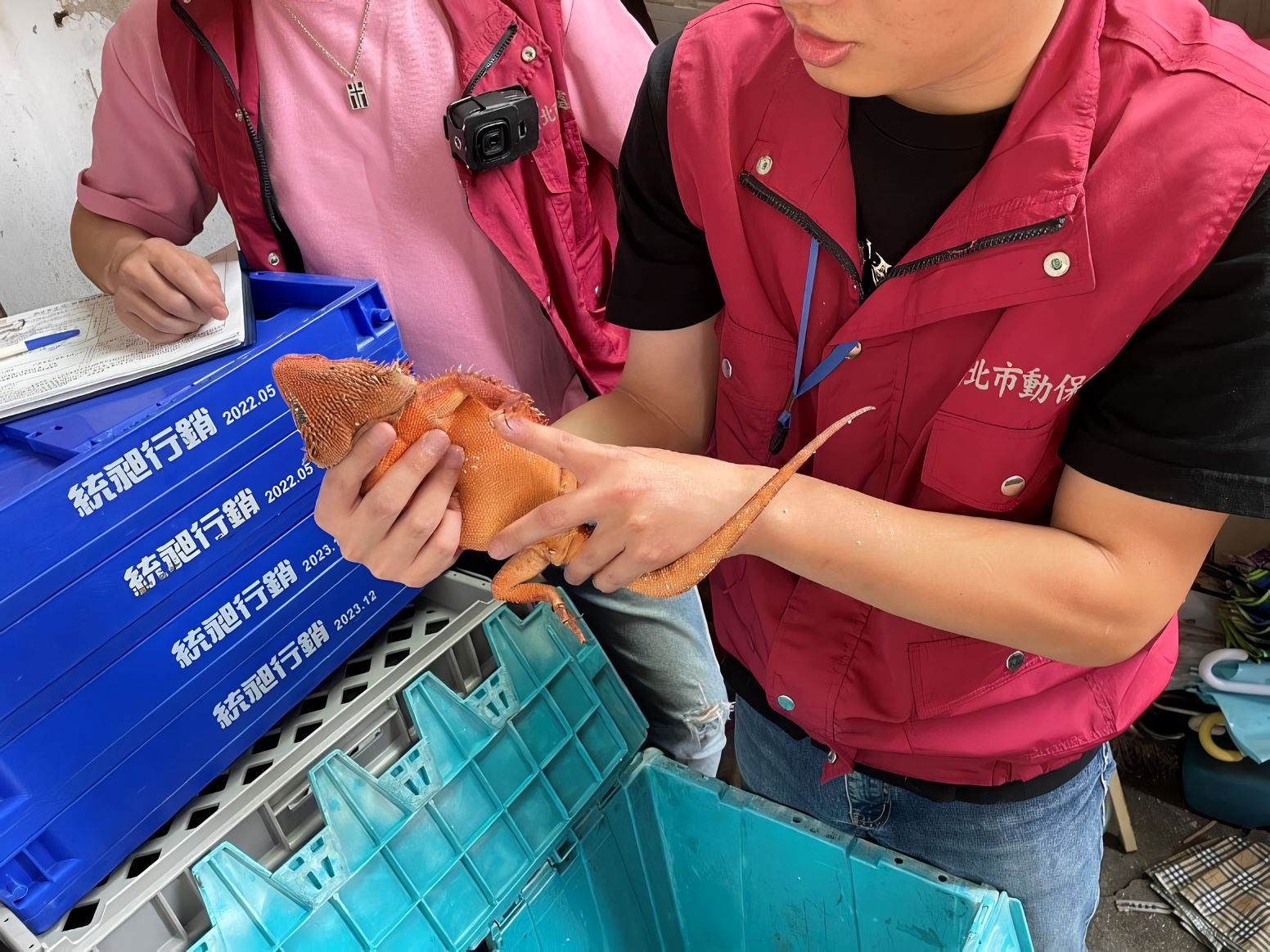▲動保處人員到場後依法裁罰相關人及沒入動物。(翻攝畫面)