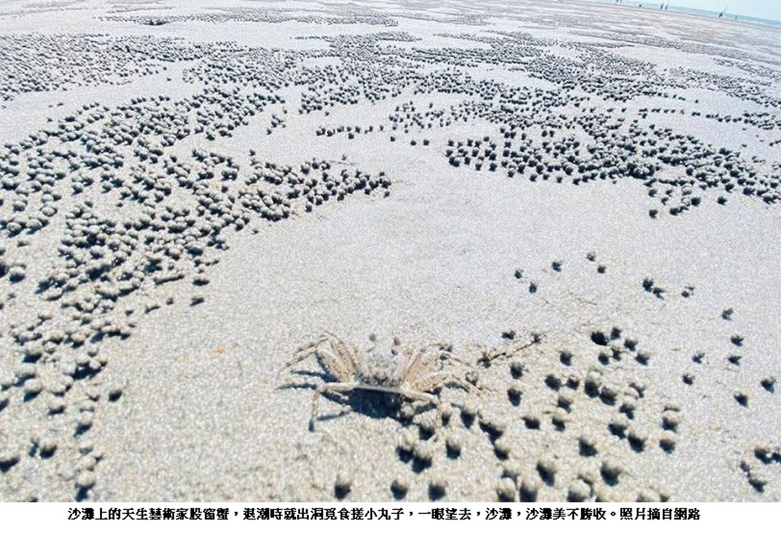濱海沙灘上天生的藝術家:股窗蟹表演搓丸子