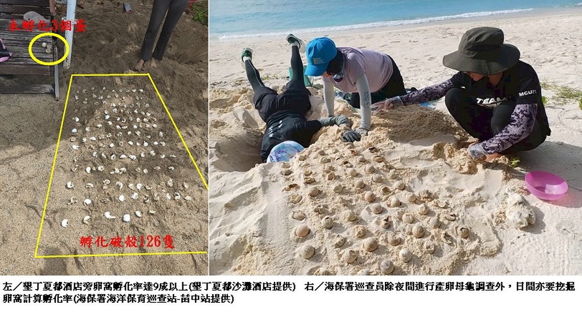 海龜產卵創新高！全台6處棲地傳來「龜」喜訊