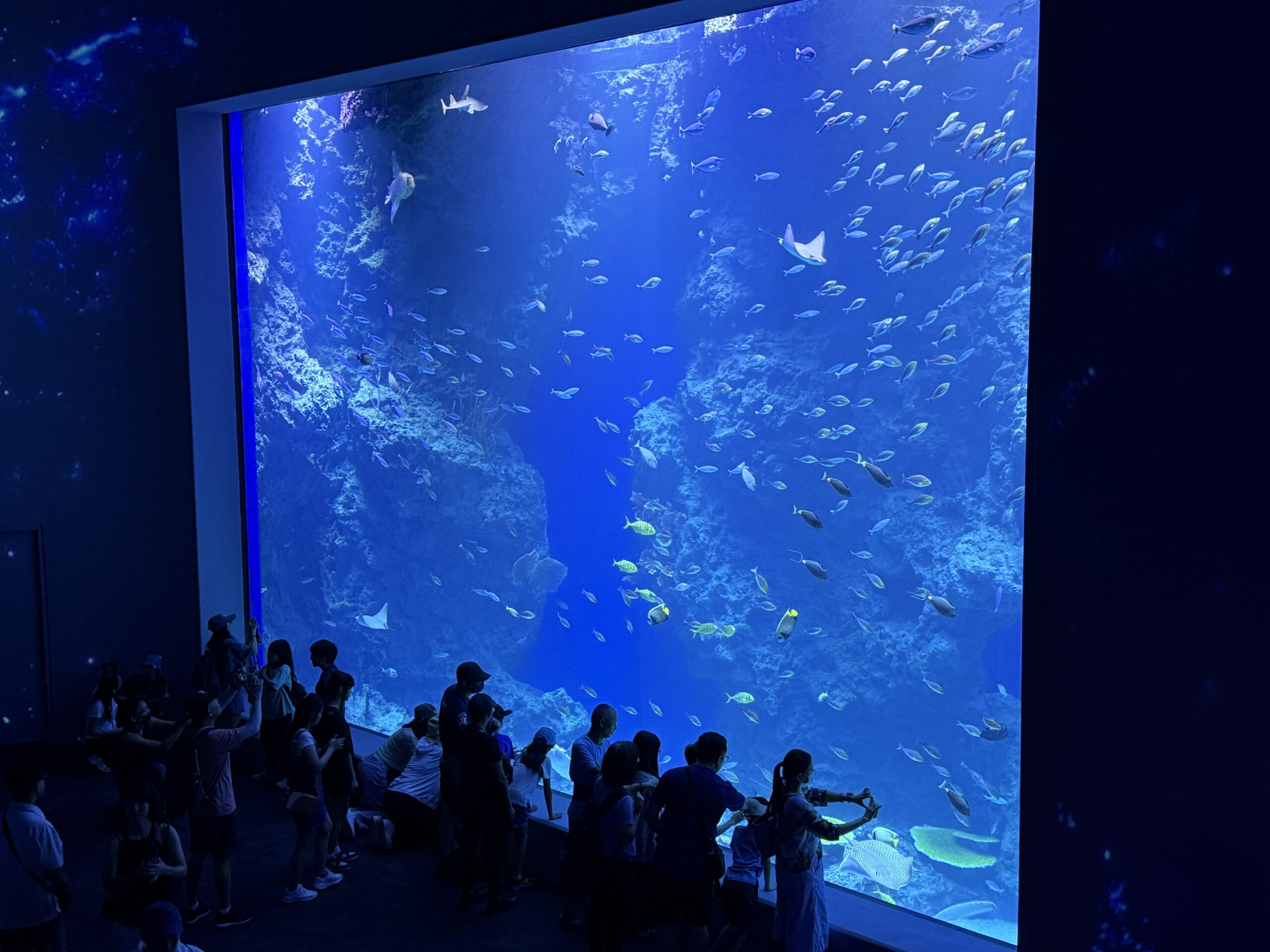 ▲台中海洋館今開幕。(圖/台中觀旅局提供)