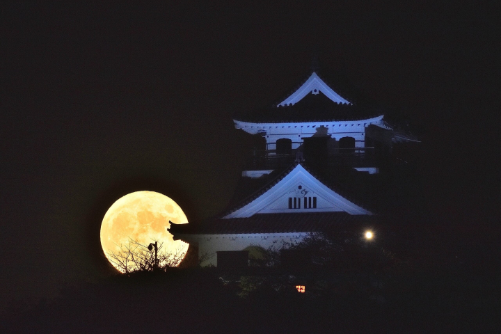 館山市立博物館-館山城。 圖:向日遊/提供