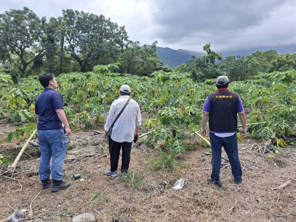 強風侵襲光復木瓜傳災損　花蓮縣府偕農糧署現勘爭取現金救助 209