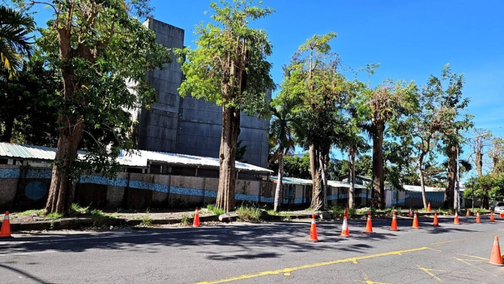 黑板樹嚴重破壞道路 台東縣府擬將移除標售再利用 200 黑板樹嚴重破壞道路 台東縣府擬將移除標售再利用 199
