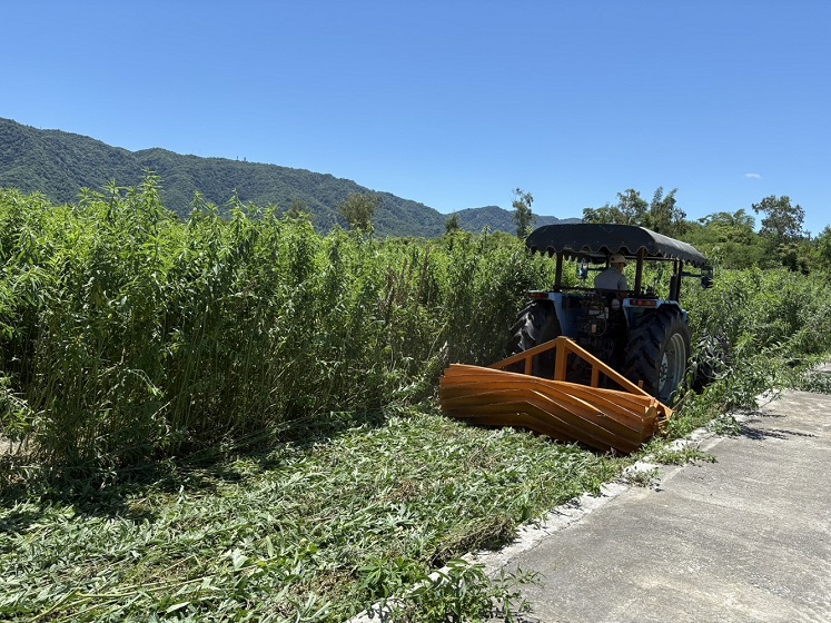 ▲研究同仁示範以真空播種機,於壓倒的太陽麻覆蓋上進行直接播種。