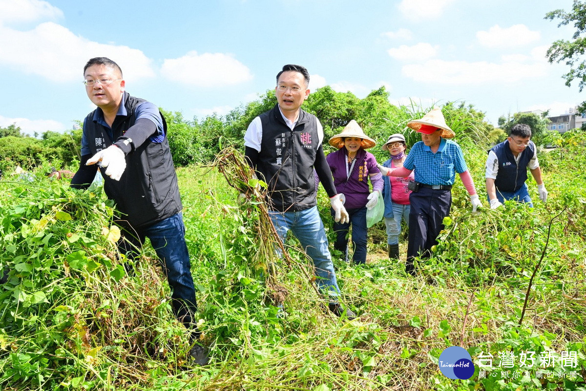桃園市副市長蘇俊賓出席「小花蔓澤蘭外來種清除宣導活動」與大家一起手除蔓。<br /><br />