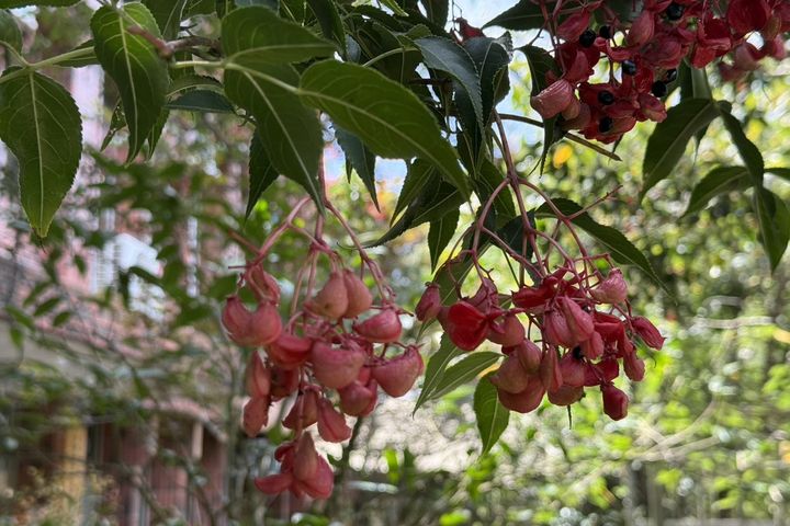 陽明山紅果炸裂!野鴉椿宣告夏秋交替