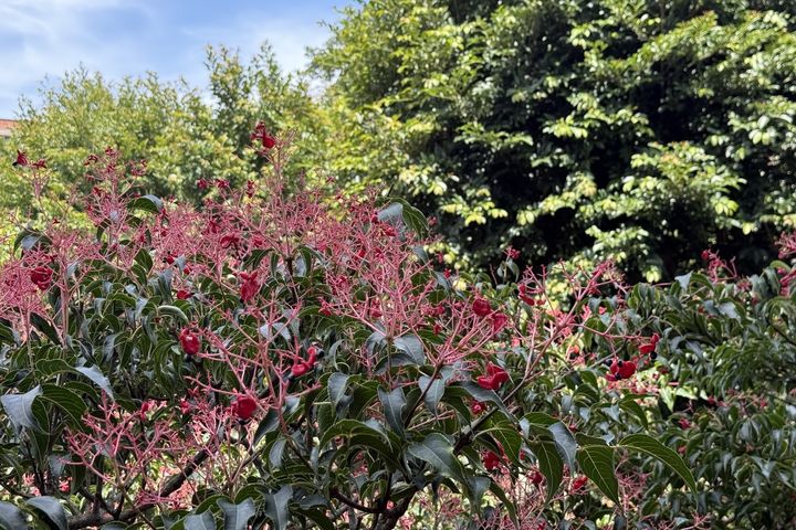 陽明山紅果炸裂!野鴉椿宣告夏秋交替