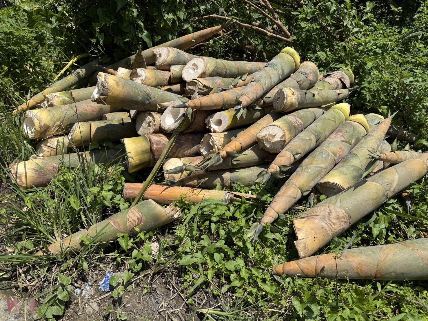 偷竊竹筍還傷農 警火速於12小時內破案逮人 - https://www.watchmedia01.com