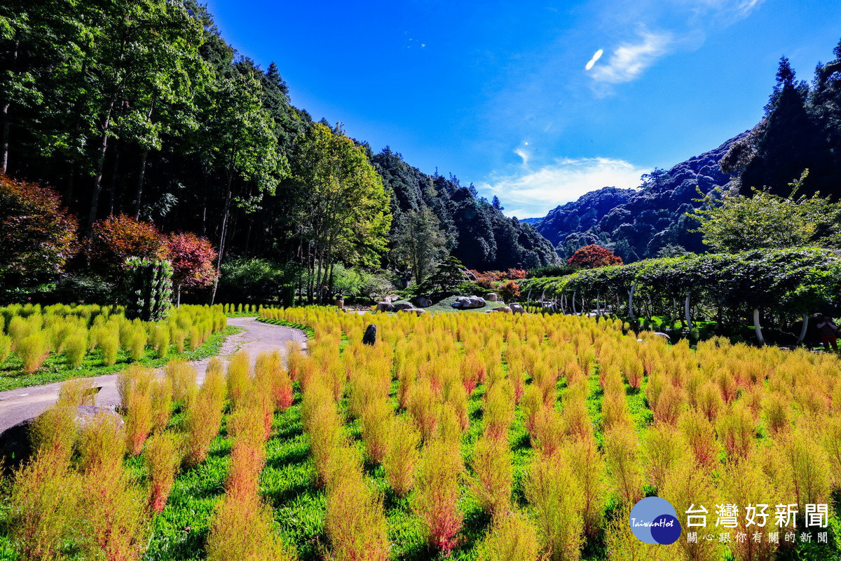 杉林溪今年種植波波草紅色絨球到11月都可觀賞。（杉林溪生態園區提供）