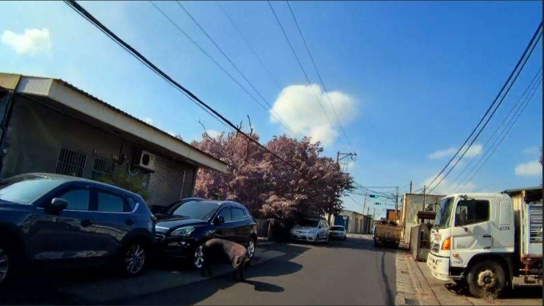 黑毛豬閒晃街頭險成「路霸」警民合力送回電宰場 4 0 1