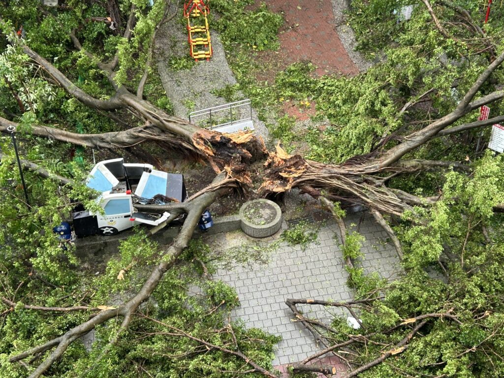 中和公園修樹補植展新顏  提升城市景觀美學營造安全、舒適的公共空間