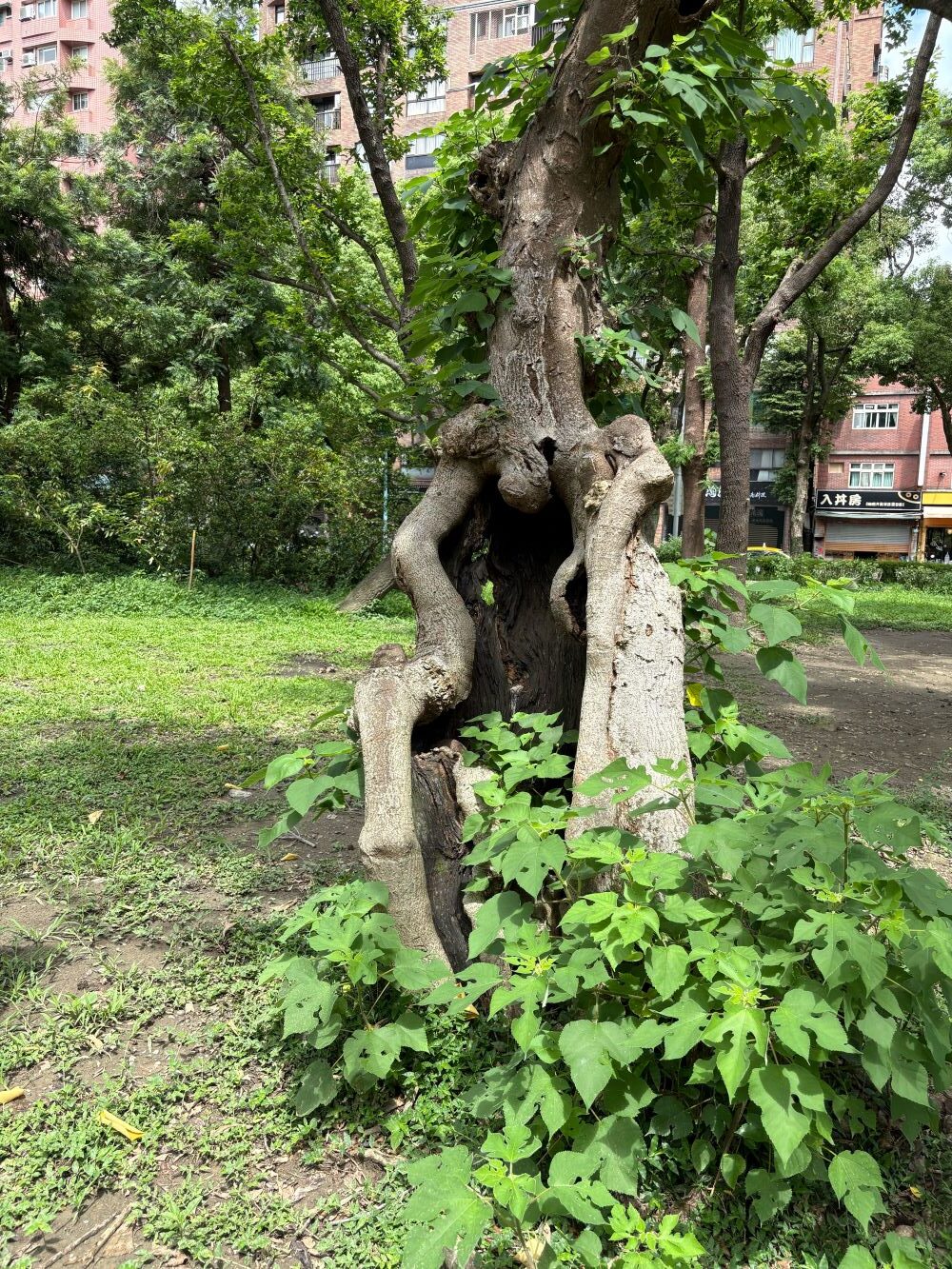 健檢減災一起來 中和公園修樹補植展新顏 2 《圖說》去年強颱康芮颱風侵襲,造成中和區五百多株樹木倒伏,及中和公園兩株直徑大於90公分的珍貴老樹倒塌。〈中和區公所提供〉