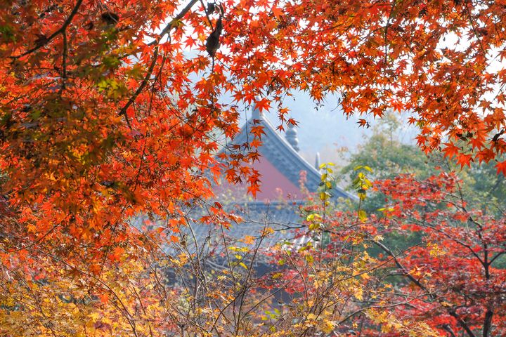 南京棲霞山紅葉從金黃、橙紅到深紫,層疊如調色盤般絢麗。 圖:shutterstock/來源