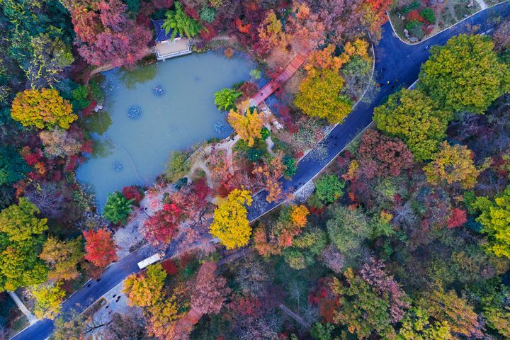 美麗中華神州遊 走進紅葉秘境 邂逅金秋「楓」光