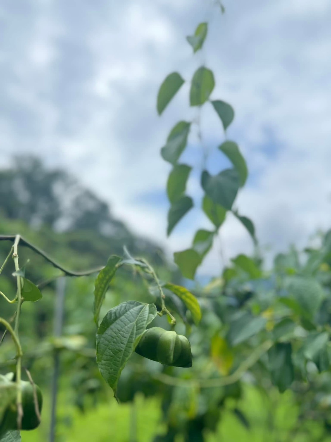 【台灣種植 × 超臨界製程】台灣印加果油　比鮭魚更營養、比橄欖油更全面的健康好油
