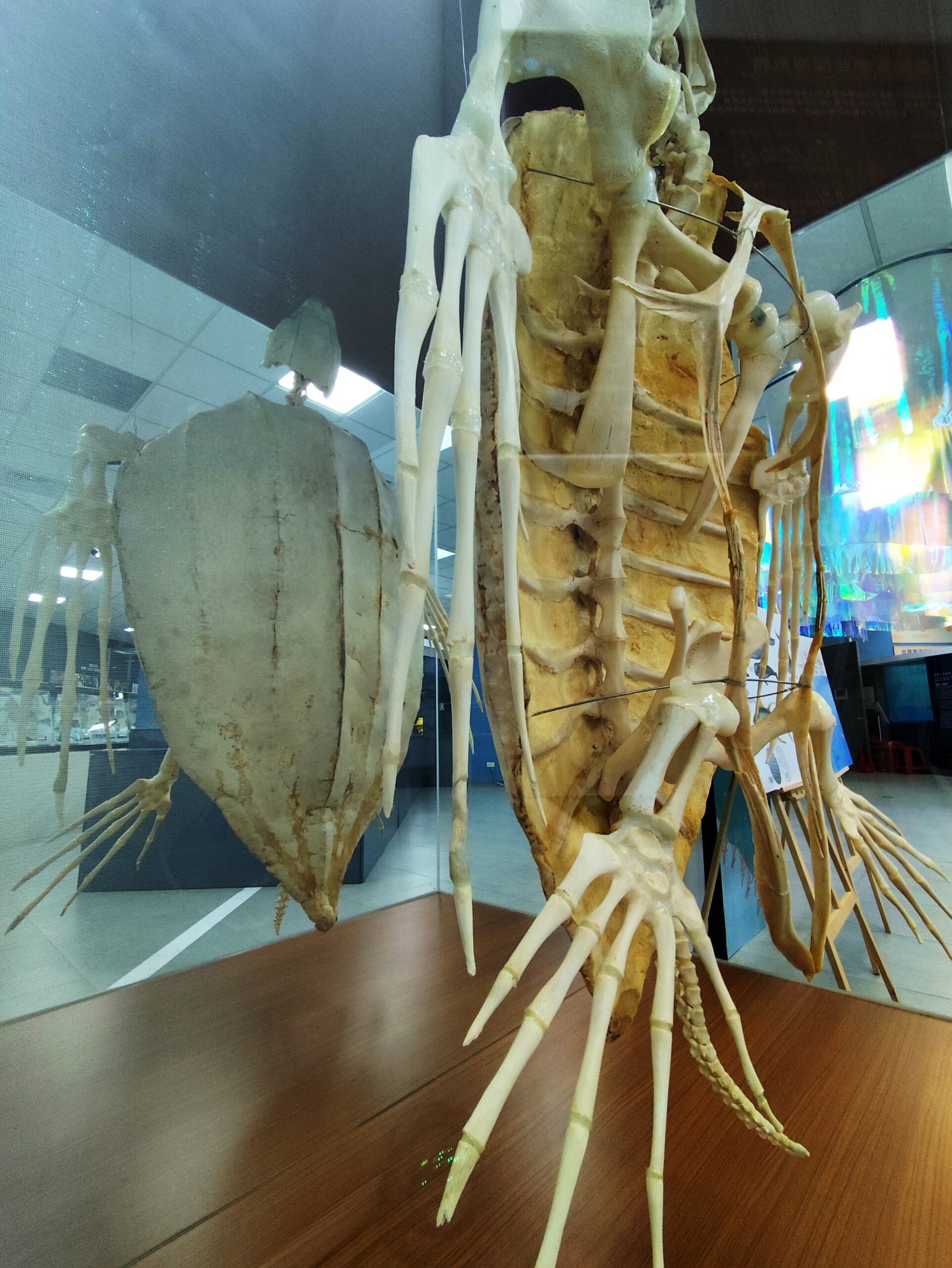 海科館展出稀有「革龜標本」 製作過程極具挑戰 圖4、革龜是國際自然保育聯盟(IUCN)列為易危的保育物種,因背甲形似楊桃俗稱「楊桃烏 scaled