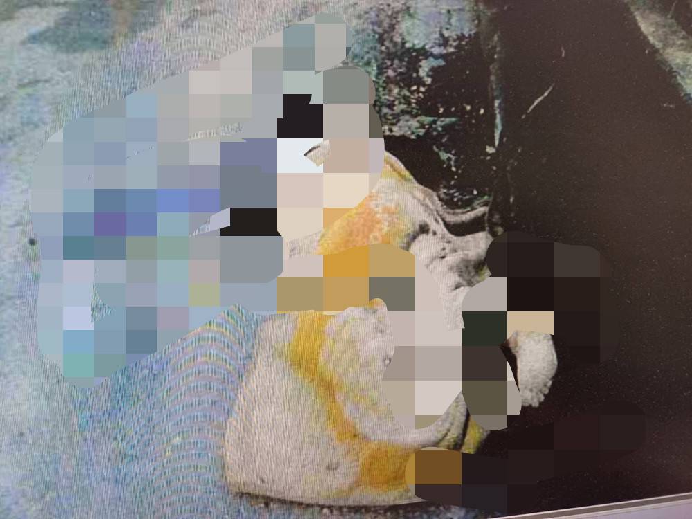 【鐵鎚奪命2-1】吃飯欠錢竟買車炫 遭催還錢怒殺債主 239 cnews204250831a03