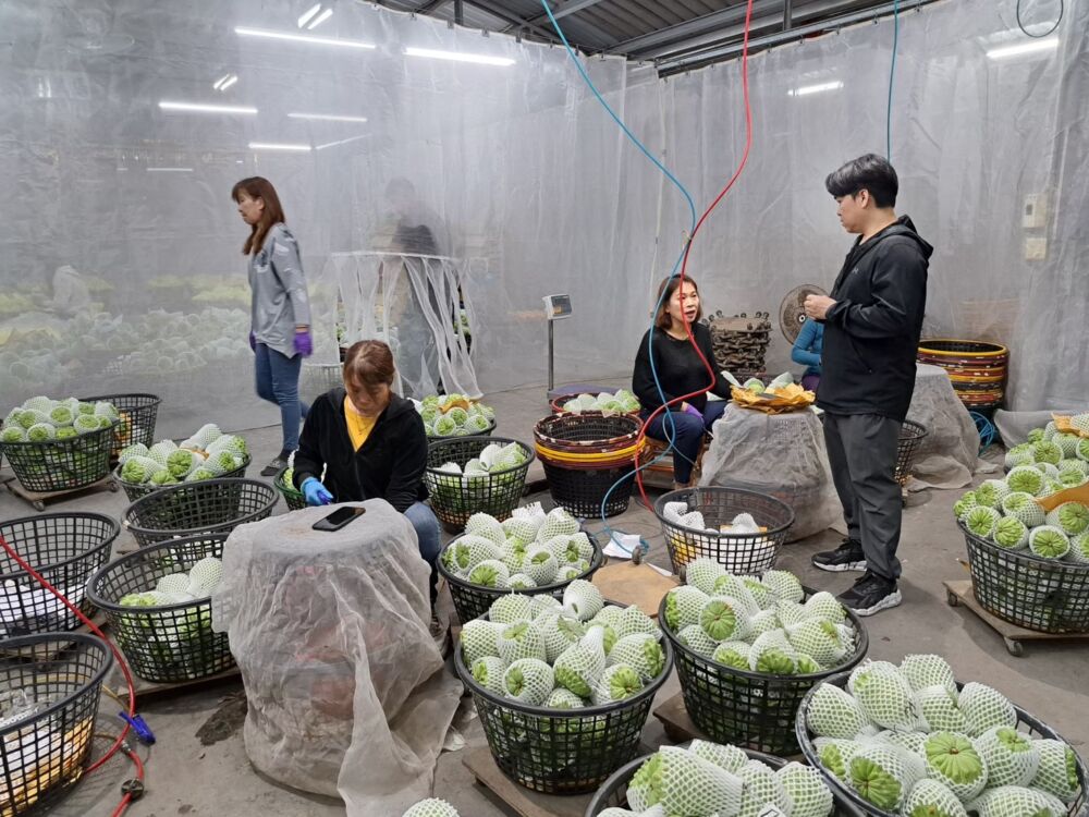 台東鳳梨釋迦拓中國市場再擴量能　饒慶鈴：展現困境中開路決心 233