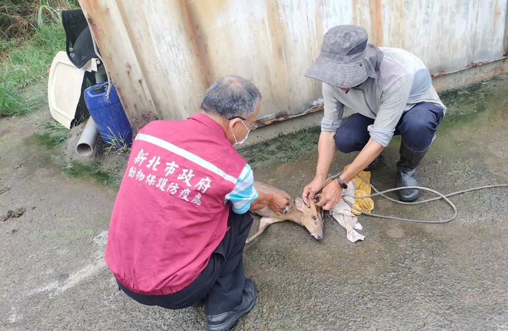 山羌負傷闖高爾夫球場哀鳴 新北動保處馳援救治 191 cnews204250902a08