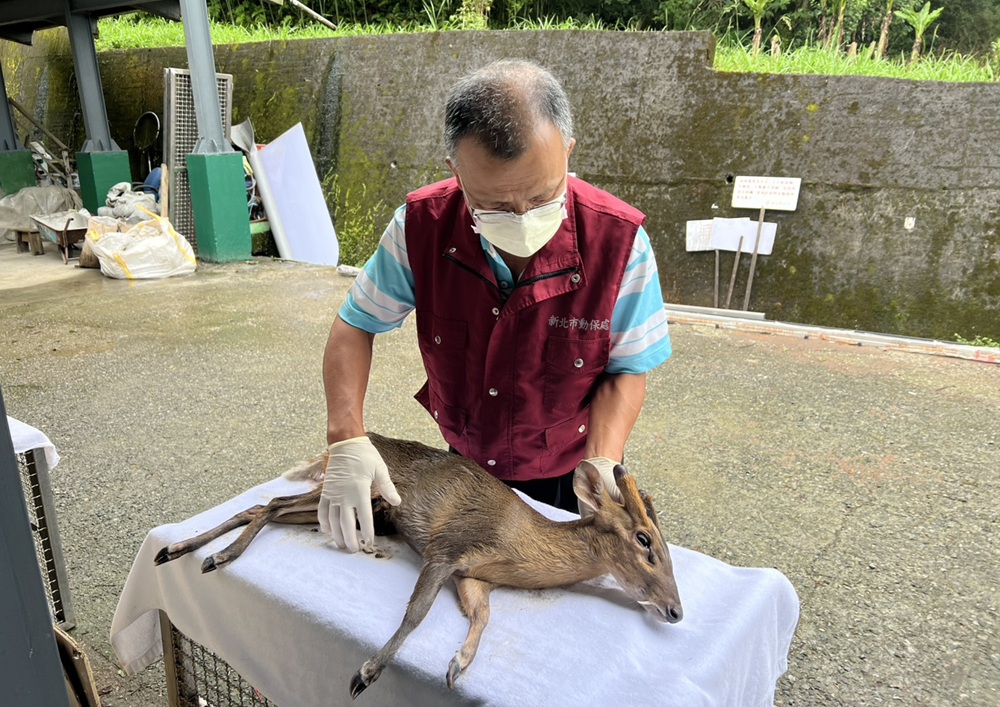 山羌負傷闖高爾夫球場哀鳴 新北動保處馳援救治 192 cnews204250902a07