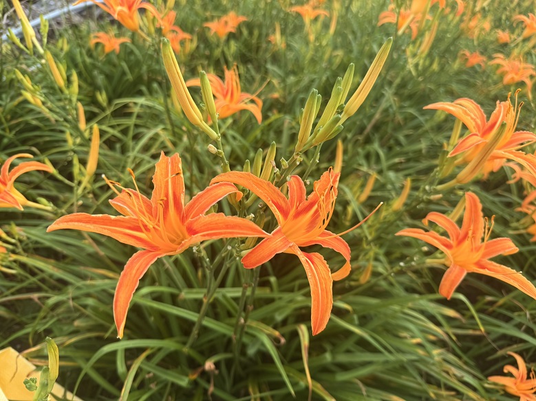▲今年雨量充足,花蓮金針山花況佳。