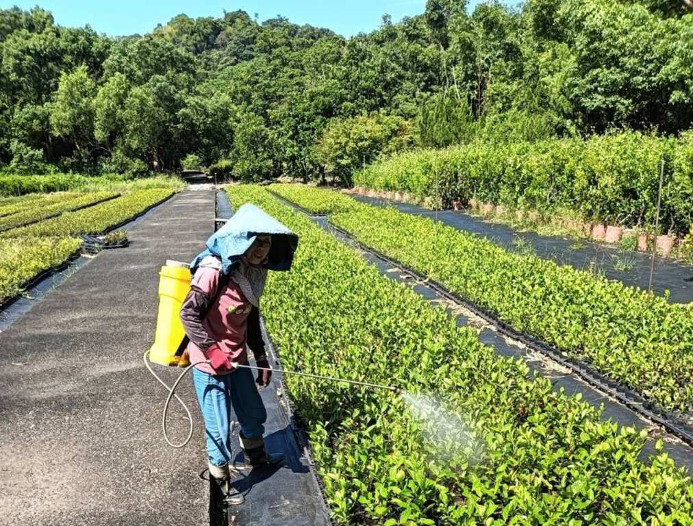 ▲每種苗木與植栽各具特色,針對不同植栽需求予以澆水、光照和施肥管理,是花卉及樹木健康生長與美麗綻放的關鍵。