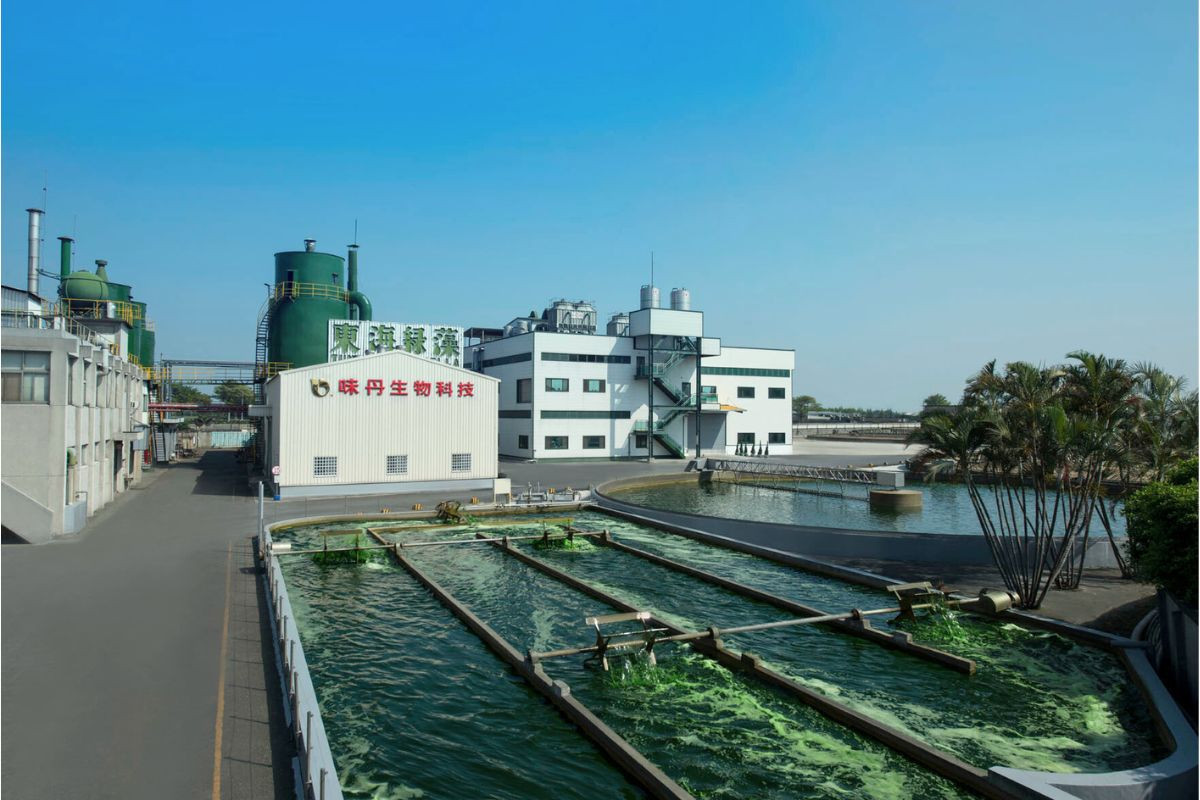 味丹生技彰化微藻培育基地一景,落實藻類培養到製造全程品質控管。