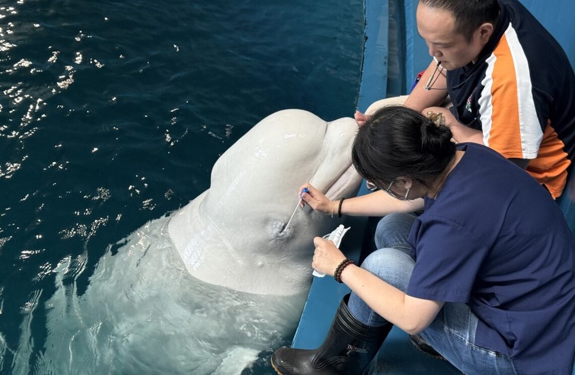 屏東海生館年度眼睛健康檢查 超萌海洋生物們也怕看醫生?!