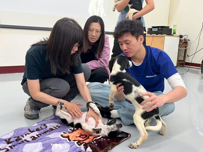 大家一起毛起來學「狗語」！高市動保處暑期訓犬課程圓滿落幕 助飼主及毛孩同步升級