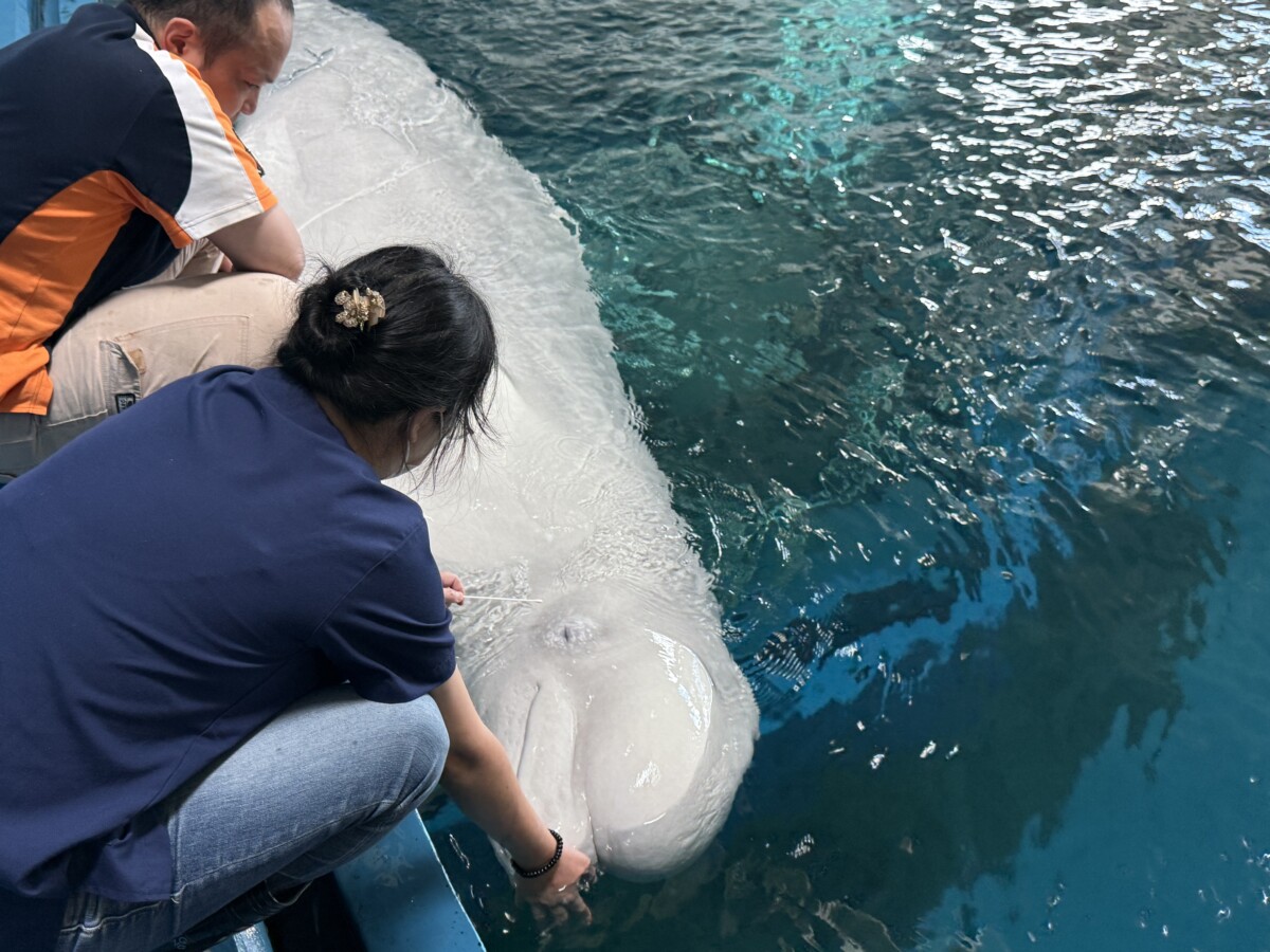 屏東海生館年度健康檢查開跑　海洋明星萌樣就醫超吸睛