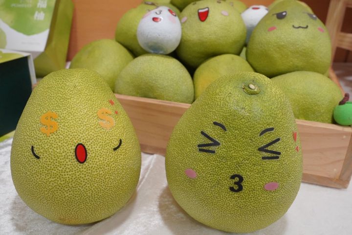 果肉香甜Q彈的新北文旦柚已上市。　圖：新北市政府農業局／提供