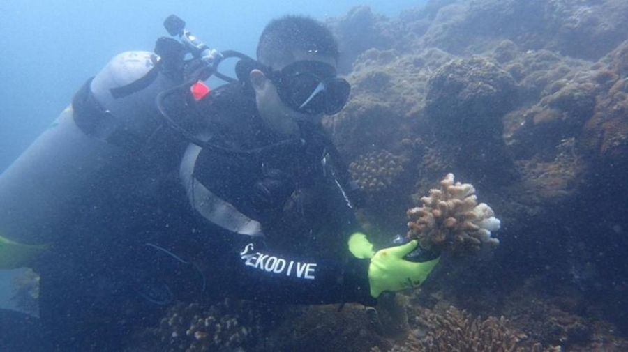 海洋生物復育措施實施辦法 建立制度化復育機制守護臺灣海洋生態